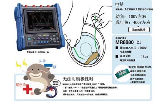 带电鱼的电压测量
